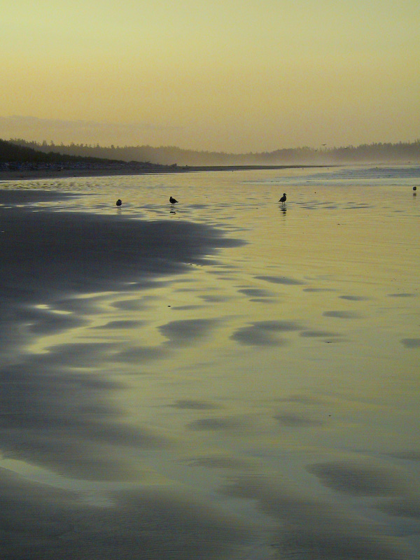 Gulls On Combers Beach